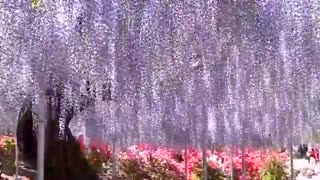 باغ گل فوق العاده زیبا در ژاپن تقدیم به دوستان