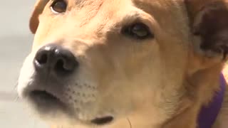 آموزش برنامه نویسی به سگ‌های خانگی