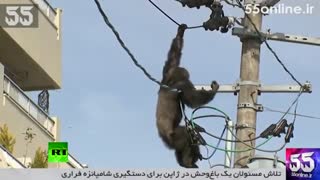 تلاش برای دستگیری شامپانزه فراری در ژاپن