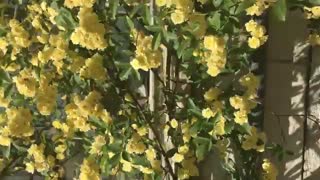 شازده کو چولو پارت یازدهم...