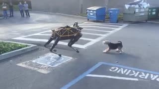 همبازی شدن سگ ربات گوگل با سگ واقعی