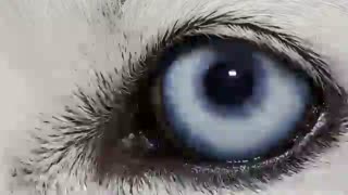 دنیا از چشم حیوانات