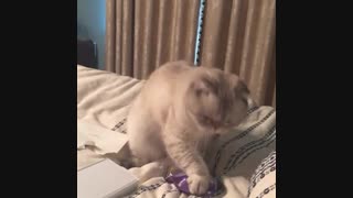 پیشیاشششششش