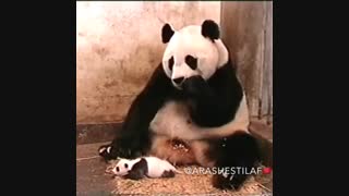 پندایی که از عطسه بچس بره هوا ینی خاک برسرش (توضیحاااااات خخخخ)