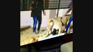 دوربین مخفی حمله شیر