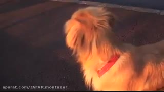 وااااااای ببینین این چ سگ اسکل با مزه ایه