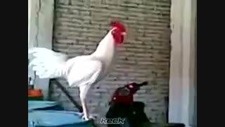 گریه یا خنده ی خروس