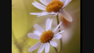 وطن : شعر و دکلمه روزبه سوهانی