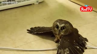 جغدهای بامزه