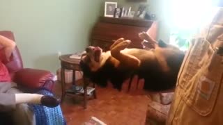 سگی که از داماد خانه متنفر است و در آغوش او خودش را به مردن میزند.