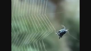 شاهکار مهندسی