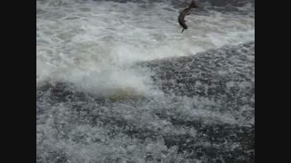 پرش ماهی ازاد