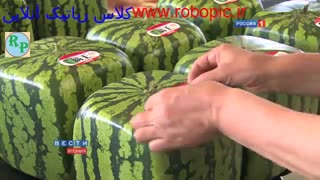 هندوانه مکعبی ساخت ژاپن