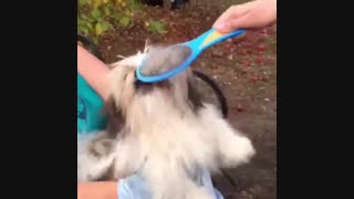 سگوووووو!!!!!!!!