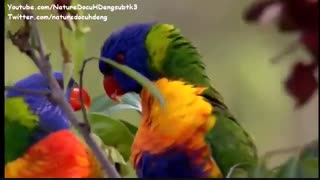 مستند سرزمین طوطی ها - انگلیسی + زیرنویس