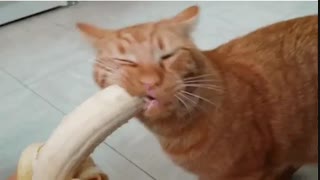 اینا قبلا موش می خوردن