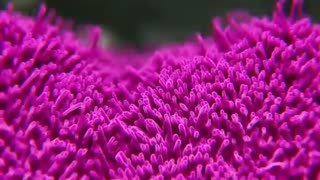 صحنه هایی شگفت انگیز طبیعت زمین با موزیک زیبا//کیفیتHD