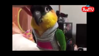 طوطی های بانمک