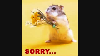 معذرت بخواه