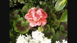 آوارگی افغان فیض کاریزی