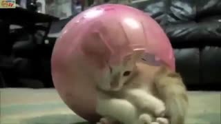 گربه های بامزه :-) :-)