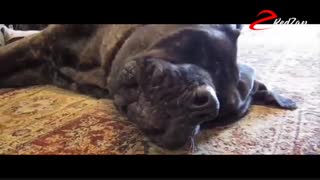 حیوانات بانمک 1