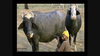 از تولید به مصرف D: