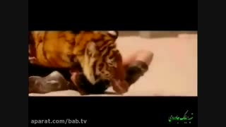 اشرف مخلوقات کاشت مو