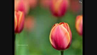 ++موزیک ریلکسیشن+فلوت بی کلام چینی++خیلی زیبا و آرامشبخش++از دست ندید++