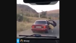 گوسفند دزدی