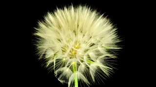 گذر زمان دیدنی از لحظه شکفتن گل های زیبا(تایم لپس)