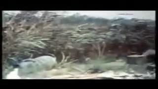 ممد نبودی ببینی...