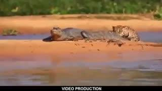 جالب ترین حملات حیوانات وحشی در حیات وحش