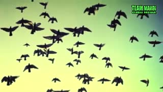 نماهنگی زیبا(زیرنویس انگلیسی)هدیه ای به امام عصر(عج)