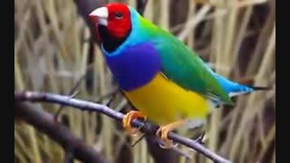 قدرت خلقت خداوند در رنگ امیزی زیبای پرندگان