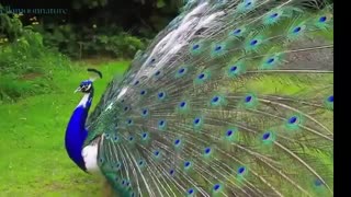 آفرینش (8) طاووس