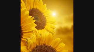 سلام امید وارم روز خوبی راشروع کرده باشید