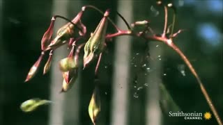 صحنه هایی تماشایی از انفجارهای باورنکردنی گیاهان