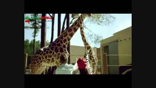 ویدئوی تبلیغاتی LG V10 - UX 4.0 - Commercial 2015 پارسیس موبایل