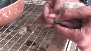 آموزش نحوه حلقه گذاری پای کبوتر