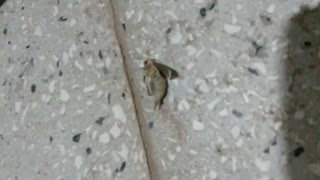 پروانه لیزر مو