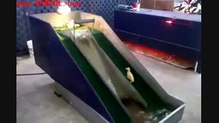 اینها چه حالی میکنند واس خودشون!!