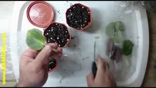 نحوه قلمه زدن بنفشه افریقایی در خاک