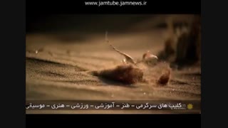 سریعترین لحظات شکار حیوانات؛ باور نکردنی