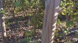 اموش داربست انگو ر