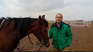 سال اسب، دوست داشتنی ترین رام شده تاریخ