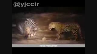 شکار جوجه تیغی توسط پلنگ