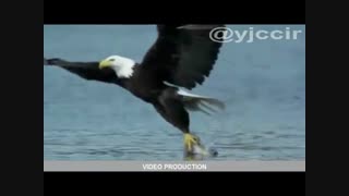 شکار کردن عقابهای ماهی خوار