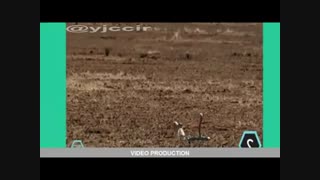 درگیری راسو با ما رکبری