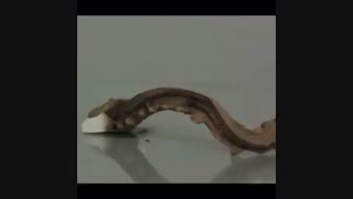 ماده ای جالب به نام مار فرعون